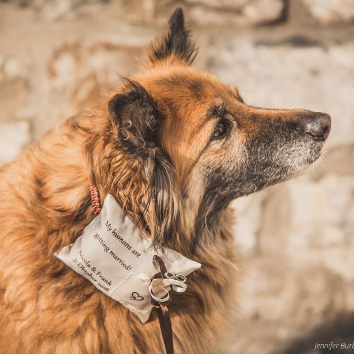 Hochzeit mit Hund