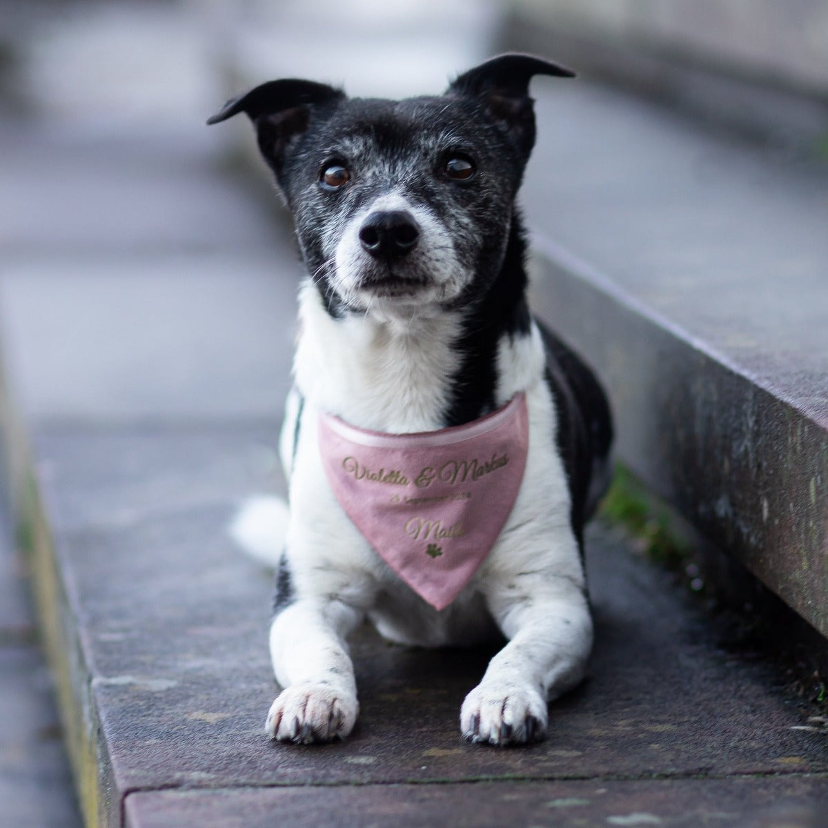 Dog scarf | velvet | old pink