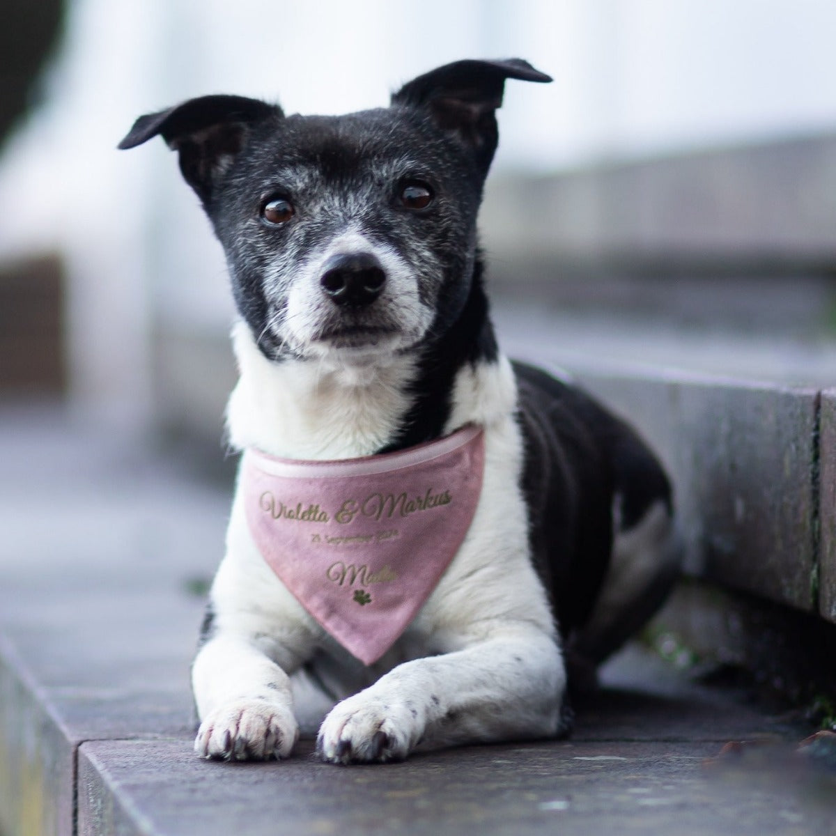 Dog scarf | velvet | old pink