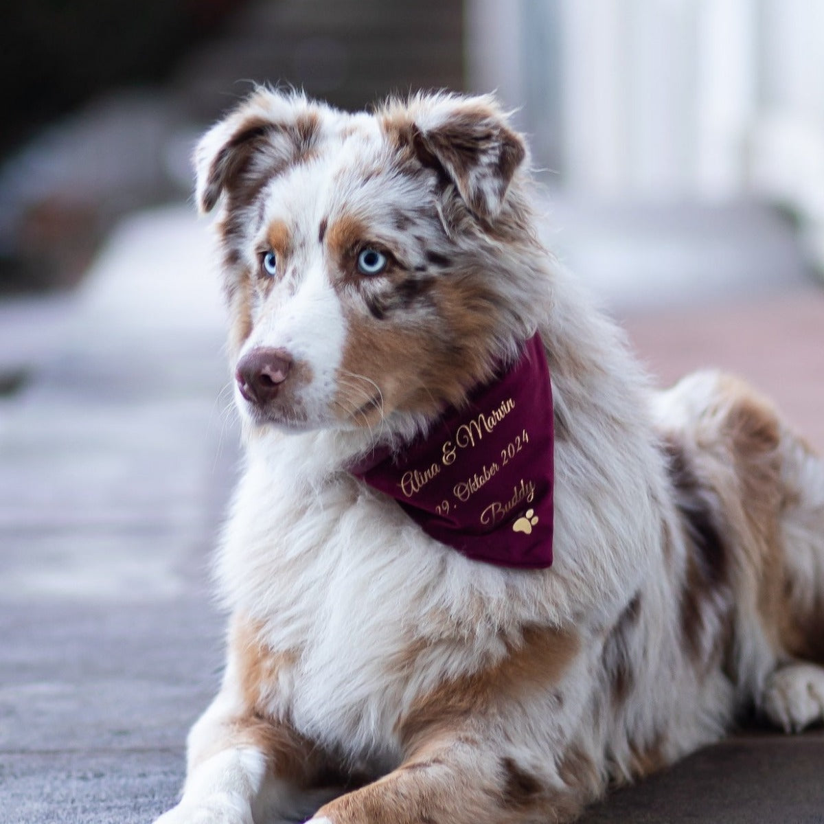 Dog scarf | velvet | ruby ​​red