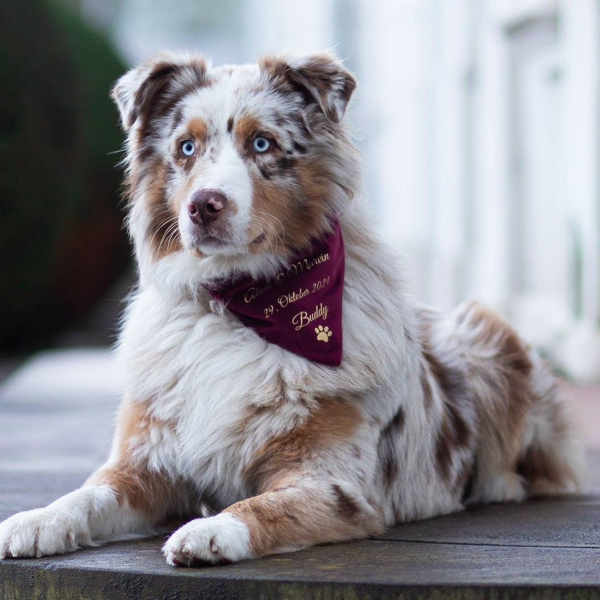 Dog scarf | velvet | ruby ​​red