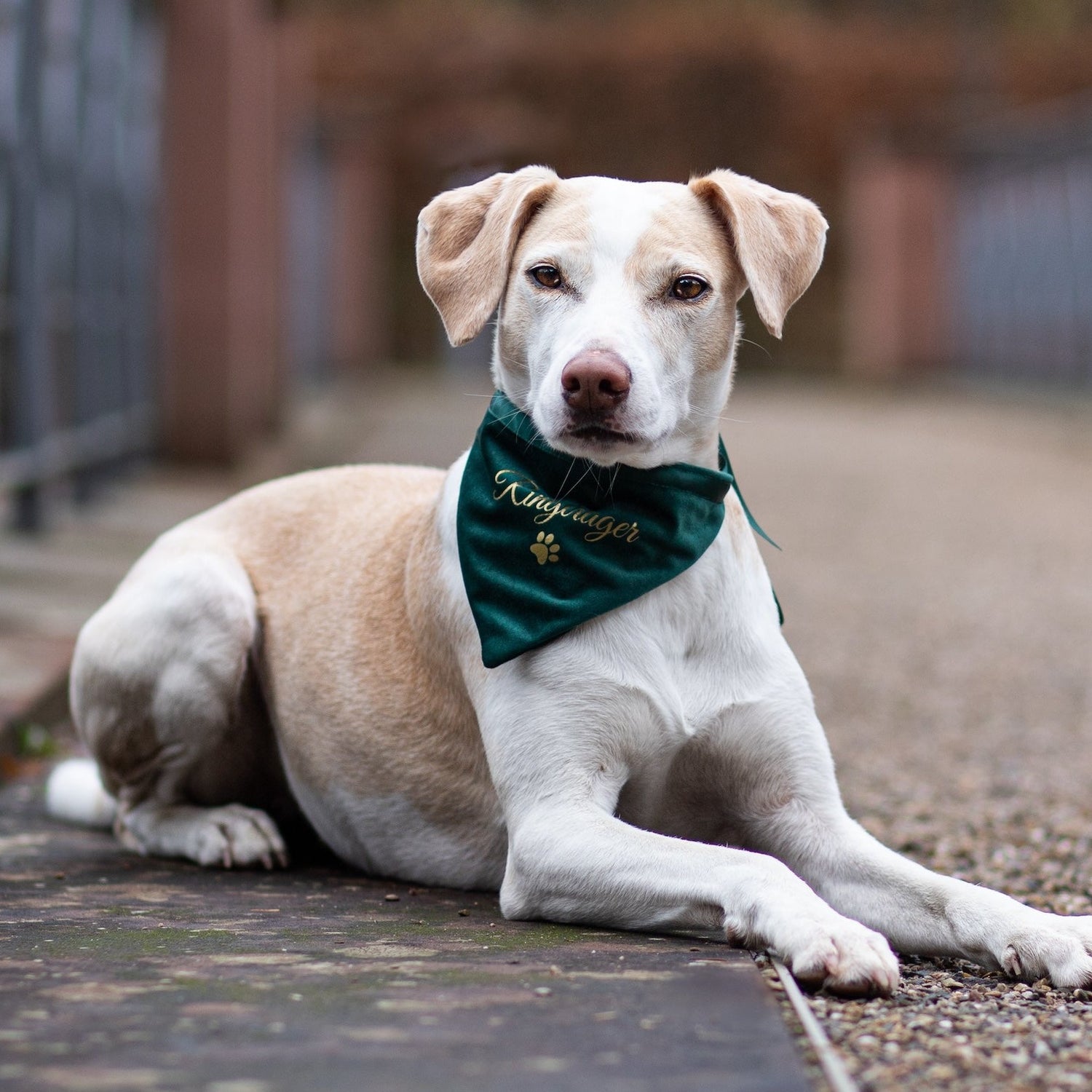 Dog scarf | velvet | forest green